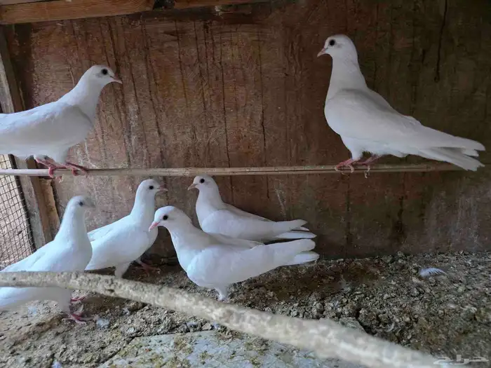 للبيع فروخ حمام صنعاوي 1