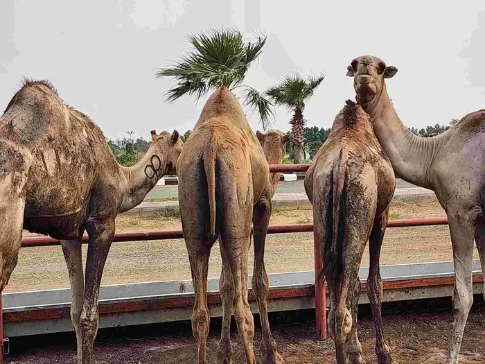 ما شاء الله تبارك الله جمال فل شحم 4