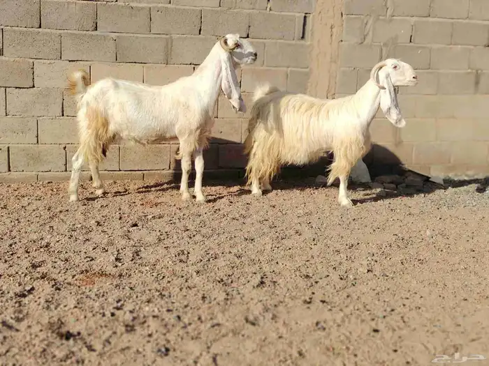 معزه مشاريك العدد 2 سن سدس ديد سلم وحده مضرع عل فحص 0