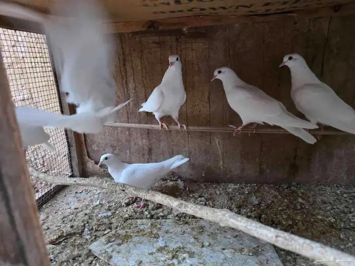 للبيع فروخ حمام صنعاوي 3