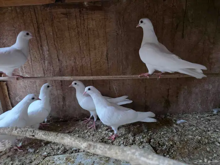 للبيع فروخ حمام صنعاوي 0