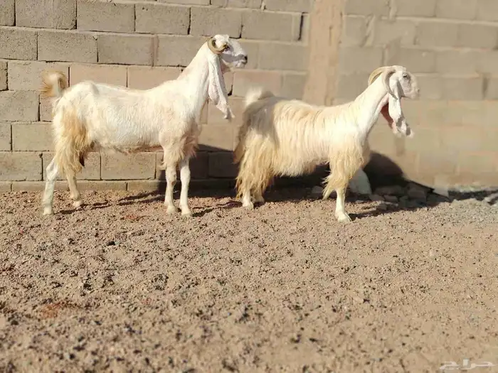 معزه مشاريك العدد 2 سن سدس ديد سلم وحده مضرع عل فحص 1