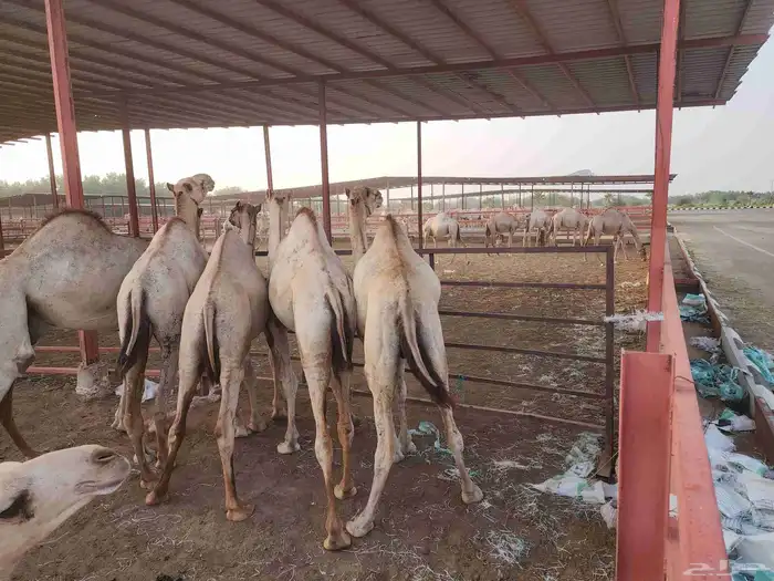 ما شاء الله تبارك الله جمال فل شحم 3