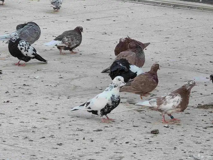 حمام قطايف الخرج 5