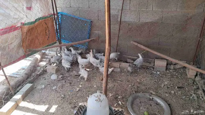 دجاج فيومي جمد 0