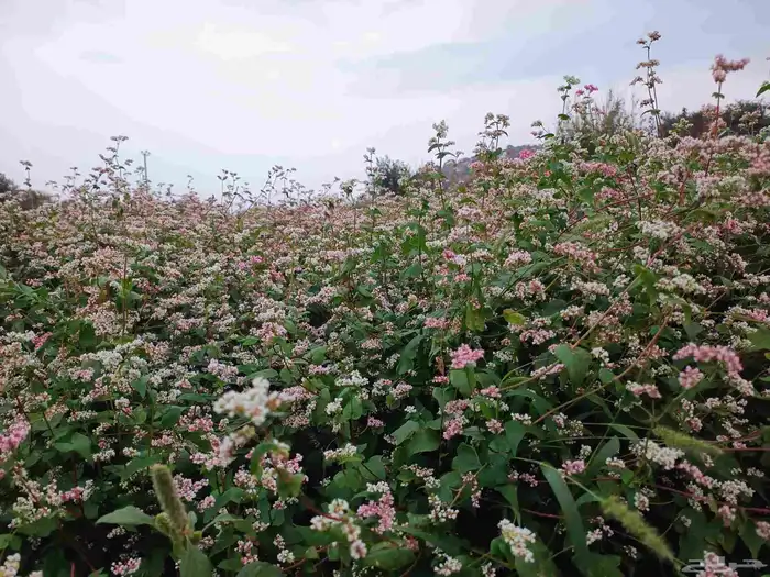 بذور الحنطة السوداء المقشورة. 0