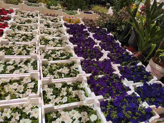 مشتل تنسيق الحديقه 5