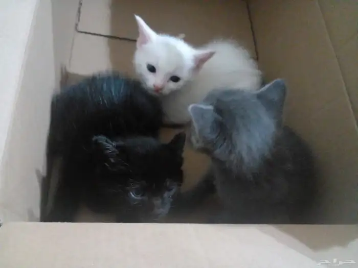قطه جميله 0