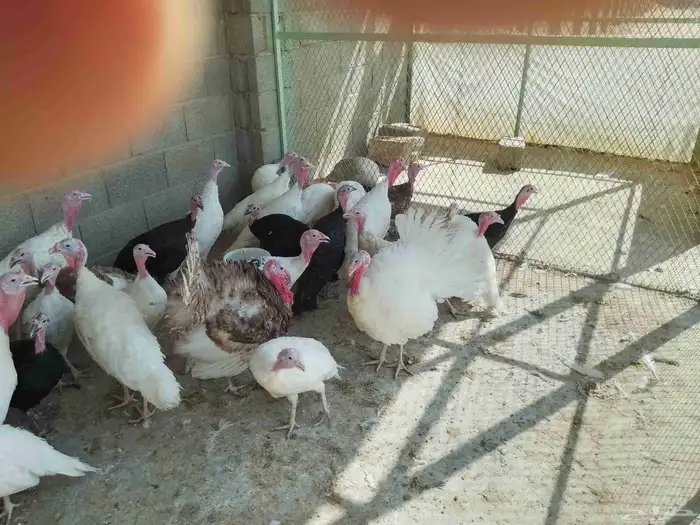 رومي للبيع 3