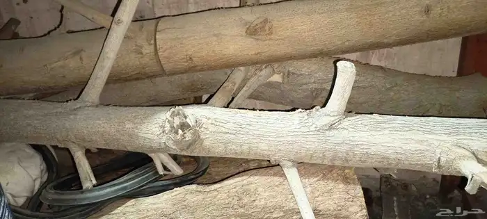 مشروعك جاهز منقله حطب غواري اكواب شاي 8