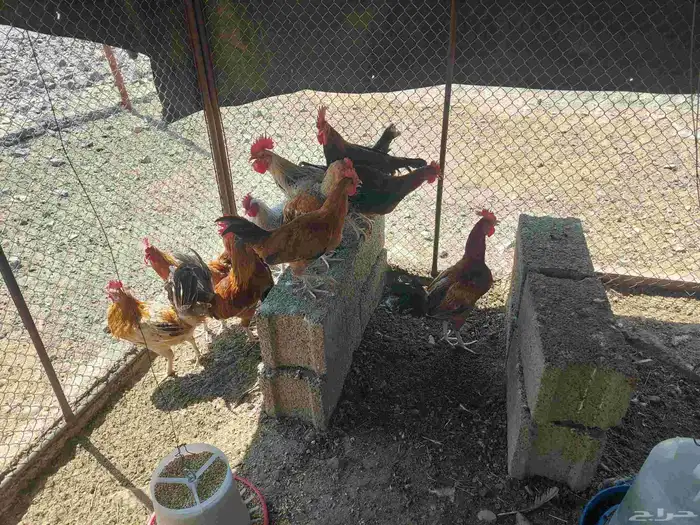 ديكه بلدي نظيفه 1