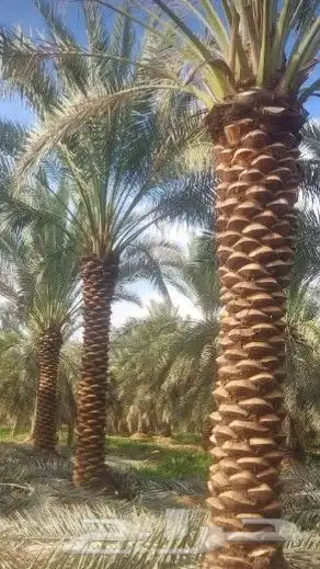 نخل عربي وواشنطن 5