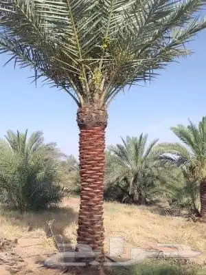 نخل عربي وشنطني وترحيل الميته وقص اليابس أسعارنا مناسبه 3