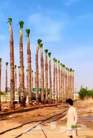 نخل عربي وواشنطن 2