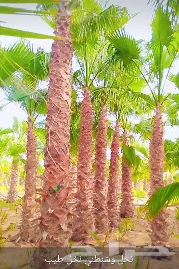نخل عربي وواشنطن 4