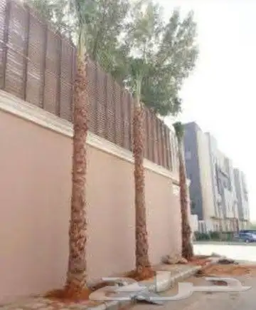 نخل عربي وواشنطن 7