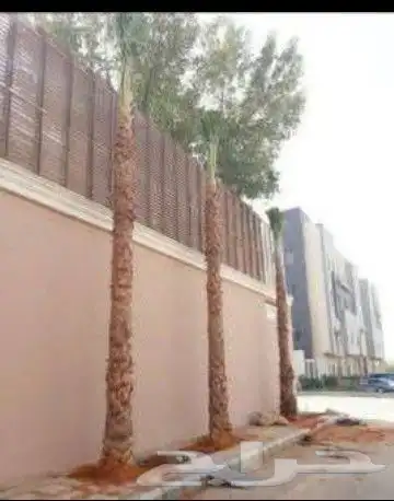 نخل عربي وواشنطن 3