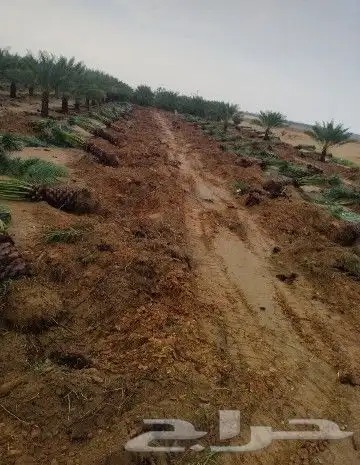 نخل عربي وواشنطن 0