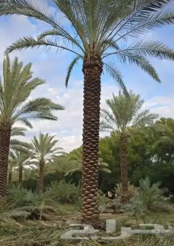 نخل عربي وواشنطن 6