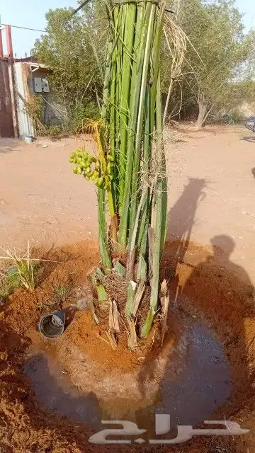 يتوفرلدينا نخل طيب ونضيف علا اشرط جميع انواع انخل موصل لا ال 1