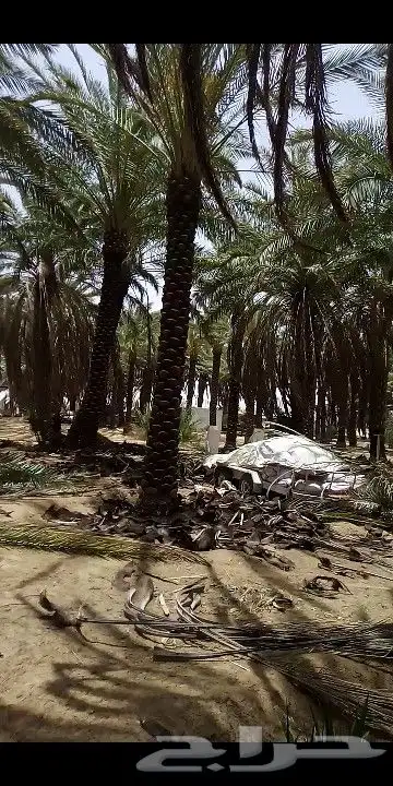 نخل عربي وواشنطن 1