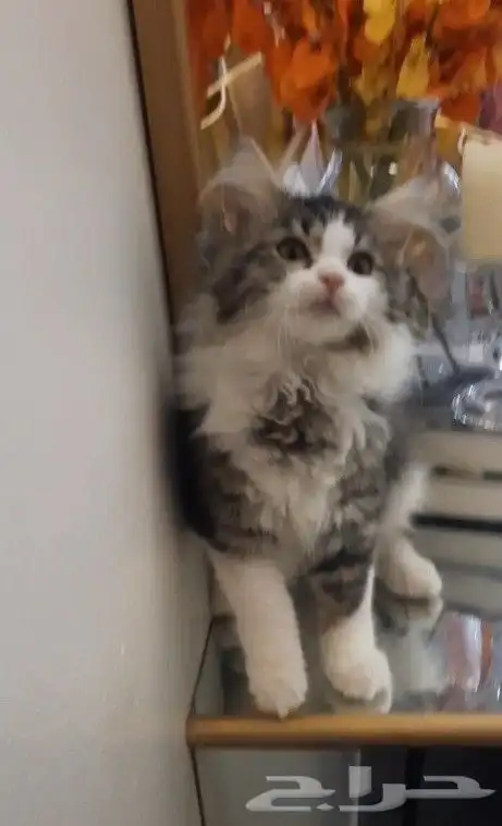 قطة صغيرة 2