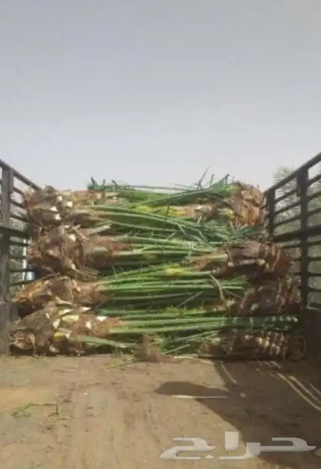 نخل صقعي مجدول واشنطني دخيني نخيل عنبر صفاوي خضري عجوه سكري 8