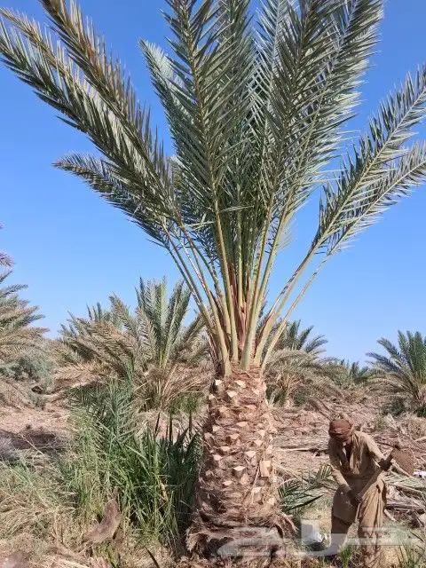 نخل برني العلا نخل برني العيص نخل روثانه للبيع والتوريد 2