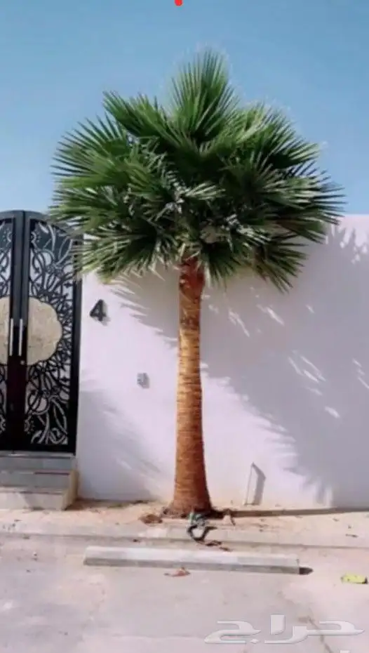 نخيل.للبيع.وتركيب.الشبوك 11
