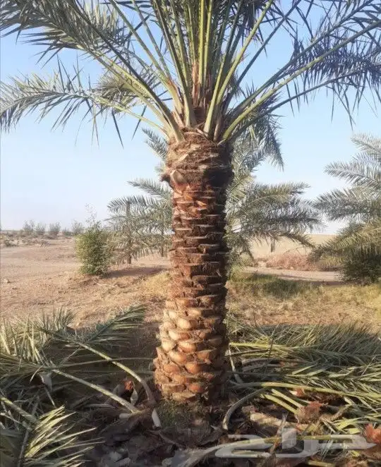 نخل صقعي مجدول واشنطني دخيني نخيل عنبر صفاوي خضري عجوه سكري 6