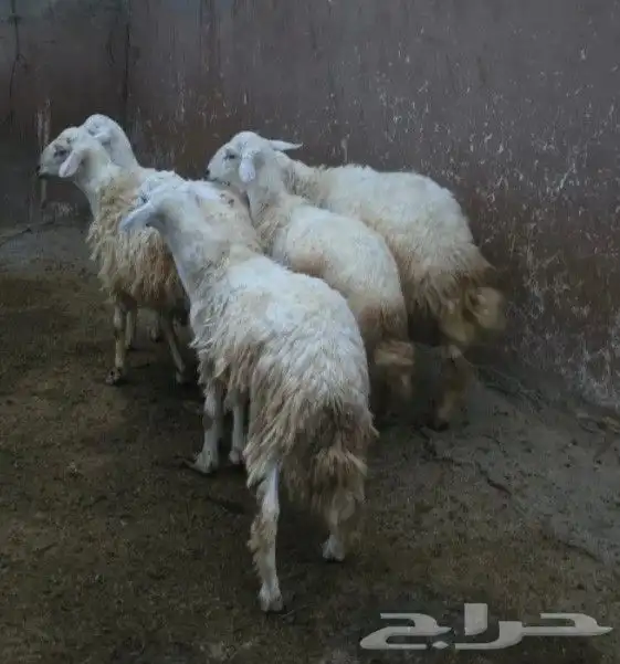 للبيع طليان 5 1