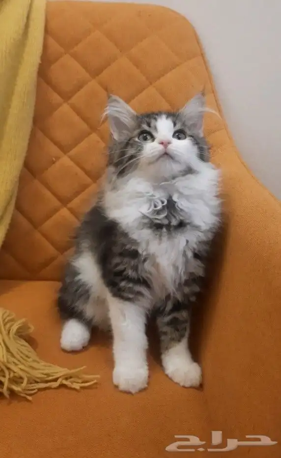 قطة صغيرة 1