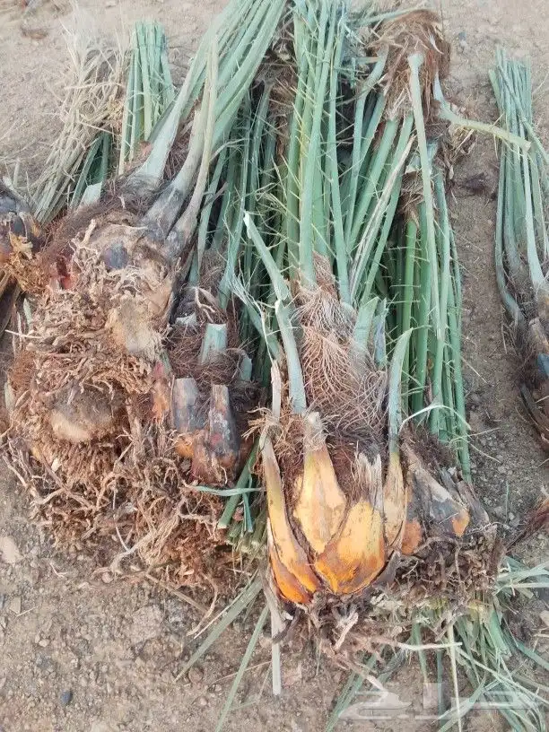 يتوفرلدينا نخل طيب ونضيف علا اشرط جميع انواع انخل موصل لا ال 8