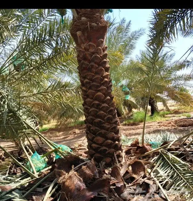 تنظيف تكريب تطليع الفروخ غرس تركيب تشبيك مزارع بسير مناسب 1
