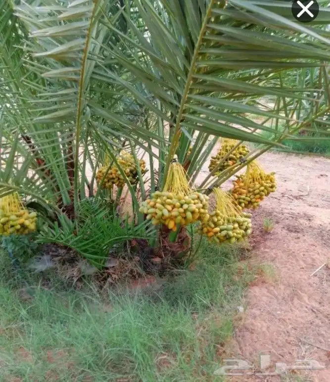 نخل مثمر نقايل جثايث اخلاص سكري برحي صقعي شيشي هلالي واشنطني 2