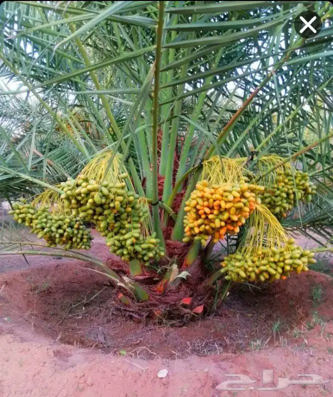 نخل مثمر نقايل جثايث اخلاص سكري برحي صقعي شيشي هلالي واشنطني 0