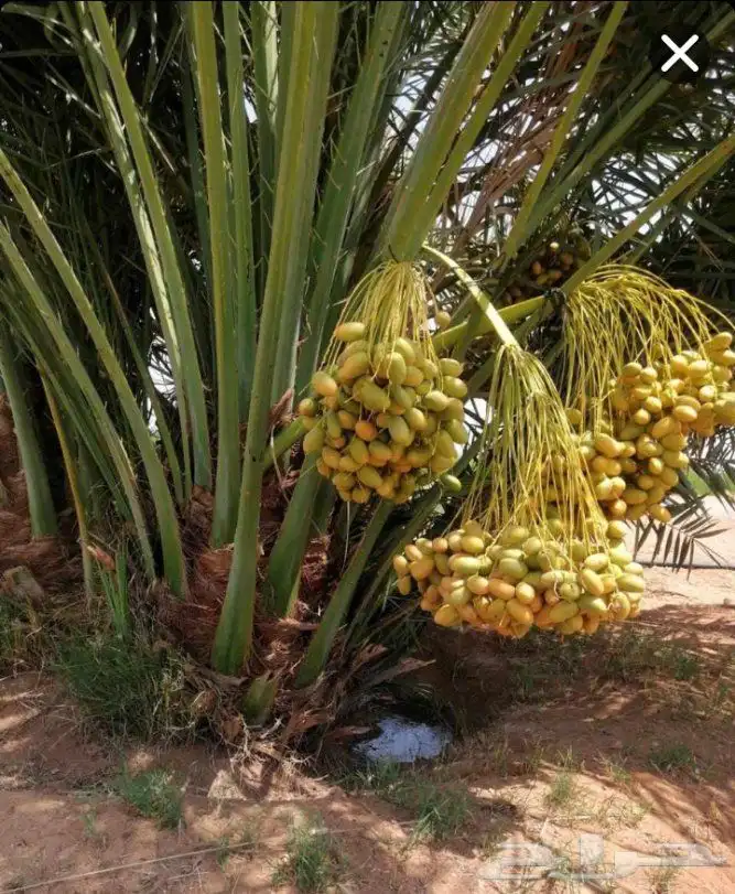 نخل مثمر نقايل جثايث اخلاص سكري برحي صقعي شيشي هلالي واشنطني 1