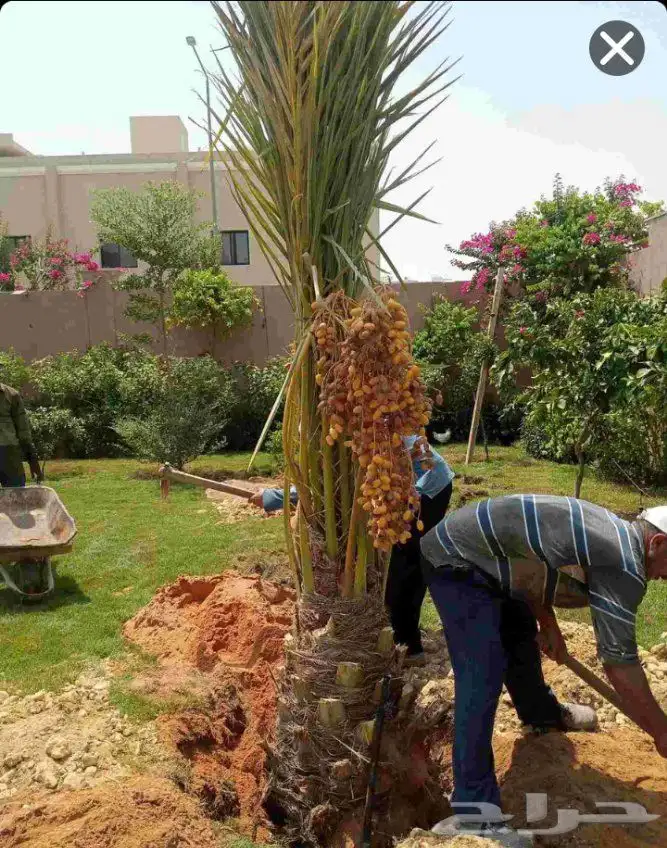 نخل مثمر نقايل جثايث اخلاص سكري برحي صقعي شيشي هلالي واشنطني 3