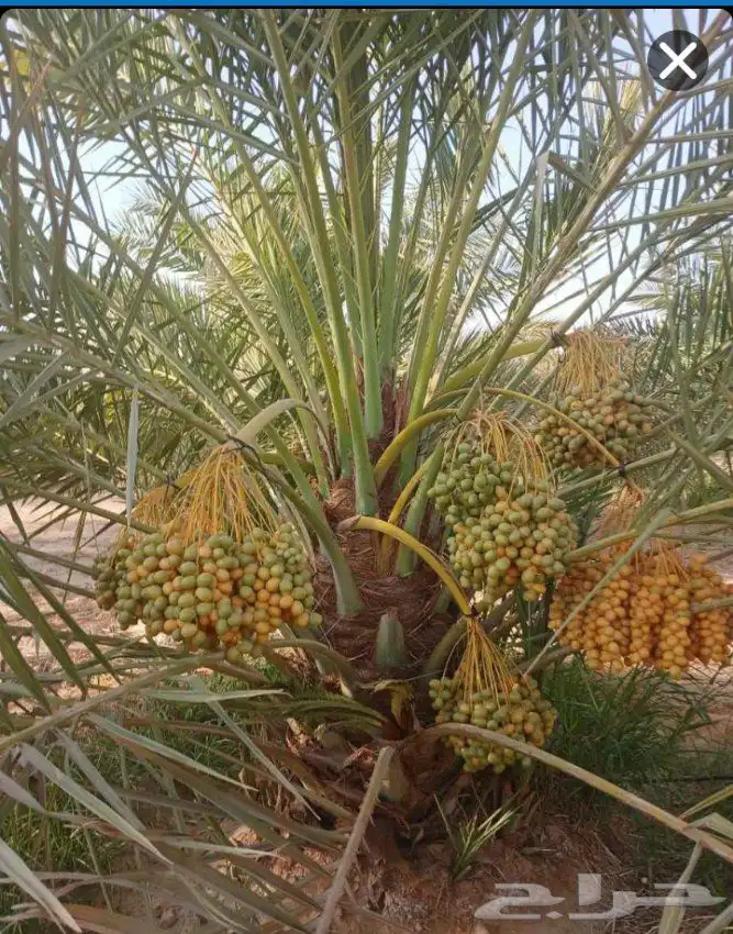 نخل مثمر نقايل جثايث اخلاص سكري برحي صقعي شيشي هلالي واشنطني 4