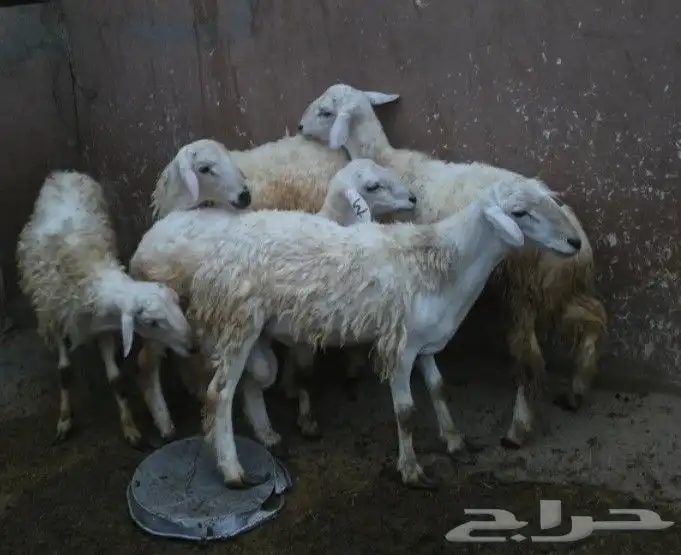 للبيع طليان 5 2