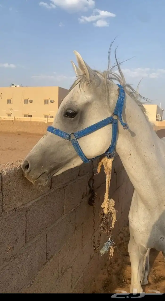حصان 6