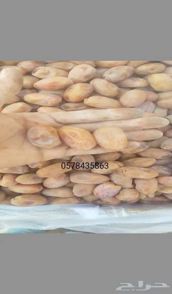 خلاص فاخر جامبو صرام اليوم 1