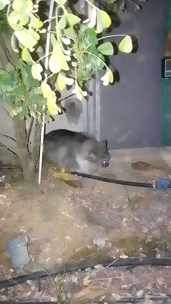 اطول للتبني رصاصي اللون 2