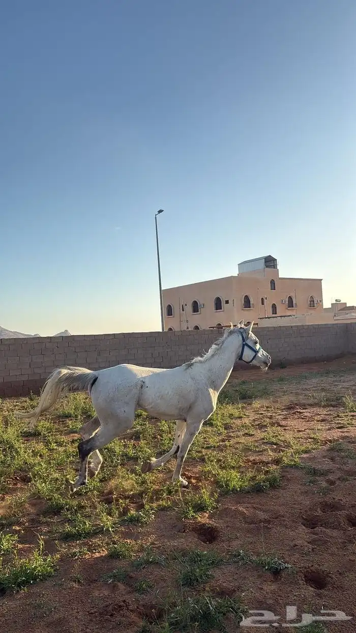 حصان 1