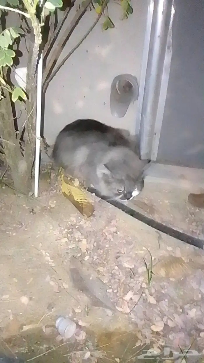 اطول للتبني رصاصي اللون 1