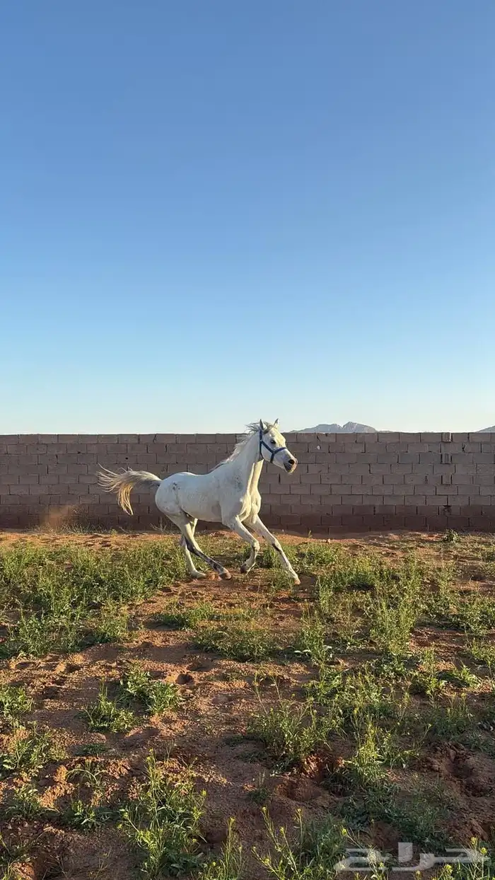 حصان 4