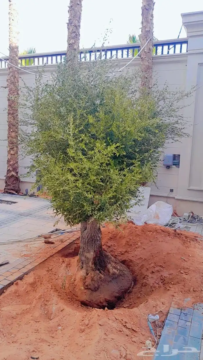 اشجار زيتون معمر زينه 2