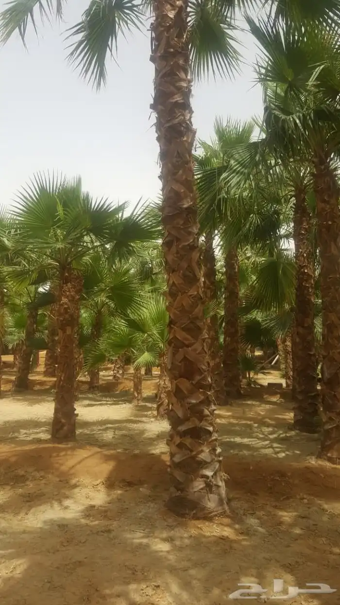 جميع انواع الاشجار 9