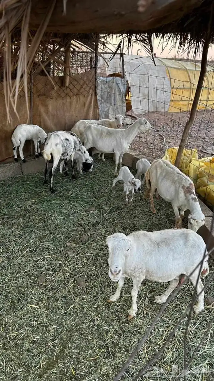 القصيم البدايع دهيماء 2