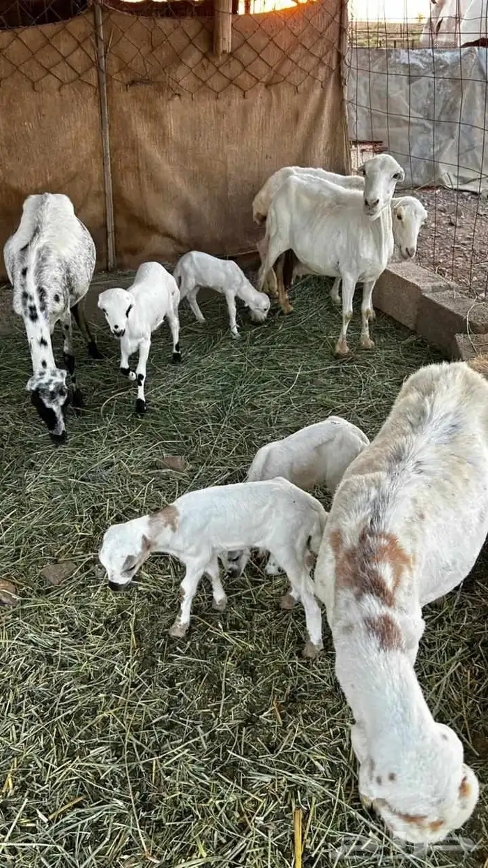 القصيم البدايع دهيماء 0